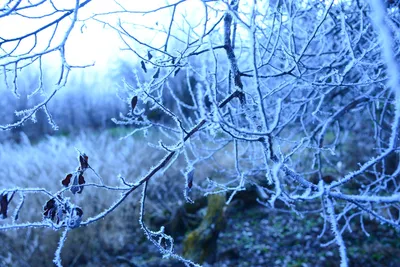 DSC_0984 (Large).JPG